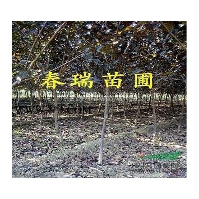 山东小龙柏，山东青州冬青，山东月季，山东上盆月季