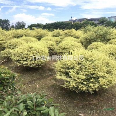 乐昌含笑，含笑，乐昌含笑苗，别名：南方白兰花、广东含笑