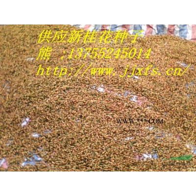 乐昌含笑小苗产地供货价格 江西乐昌含笑小苗批发图2