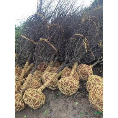 供应精品乐昌含笑8-20公分，数量800棵土球大，产地直销