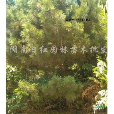 乐昌含笑、景烈白兰报价/湖南乐昌含笑、景烈白兰报价