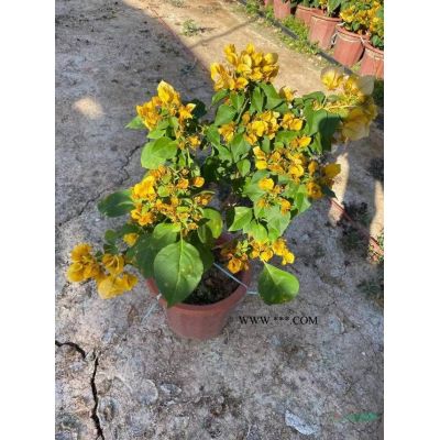 农户直销批发大王椰子、假植王棕、文笔树、大王棕、棕榈树、棕榈