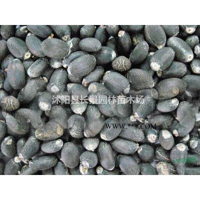哪里有卖棕榈种子的？什么价格？