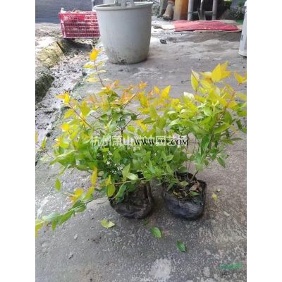 苗圃  处理1.2-1.5米高度红叶石楠篱笆