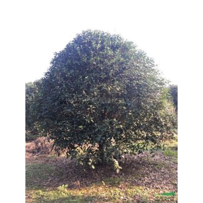 红叶石楠球4图片/红叶石楠球4报价