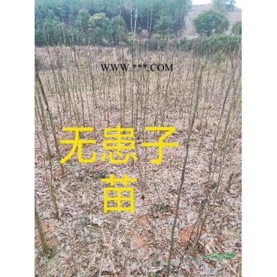 米径2-3-4公分的红叶石楠
