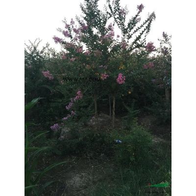 5米红叶石楠 红叶石楠基地 红叶石楠价格 滁州红叶石楠