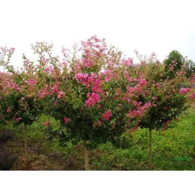 河南供应香花槐规格*