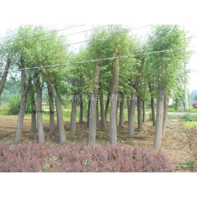 福建罗汉松