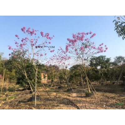 福建造型罗汉松桩景价格 罗汉松树桩基地 罗汉松桩头批发