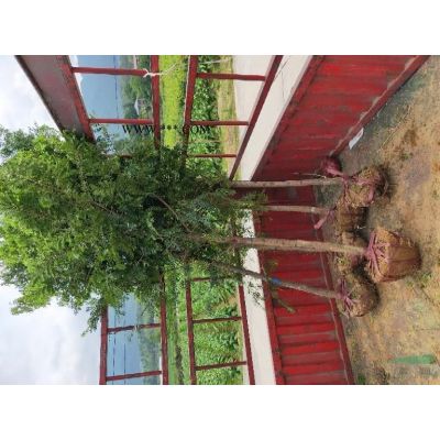 大量供应罗汉松10公分.12公分