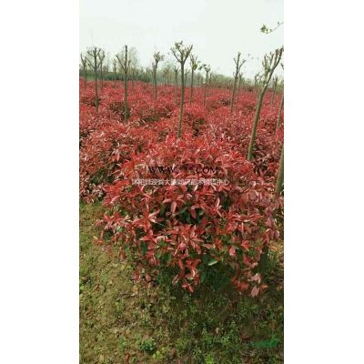 江苏供应，红叶石楠、小叶黄杨，瓜子黄杨、龙柏球，高杆龙柏球、小叶黄杨