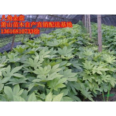 萧山龙柏.会柏.洒金柏.绣线菊.金丝桃.醋酱草.大花六道木