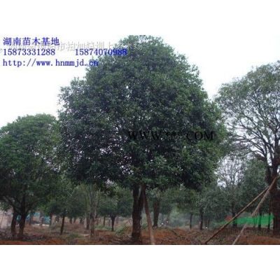 香泡树 香緣树 *选湖南浏阳市泽云苗木合作社