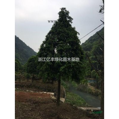造型罗汉松价格