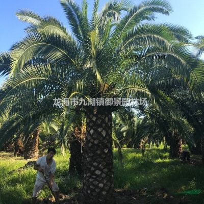 优质特价福建香泡 漳州香泡农户产地直销