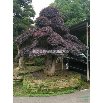 20公分全冠香泡树，15公分移栽骨架香泡树，香橼树，湖南香泡