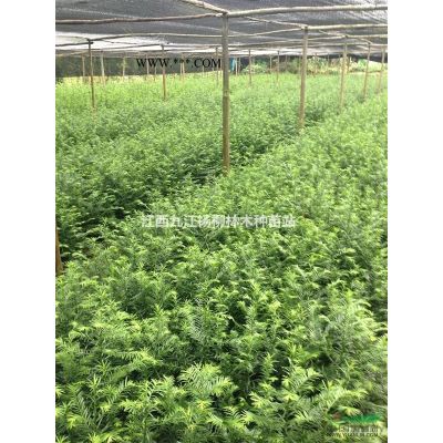 供应香泡种子 专业种子批发 批发大量香泡种子