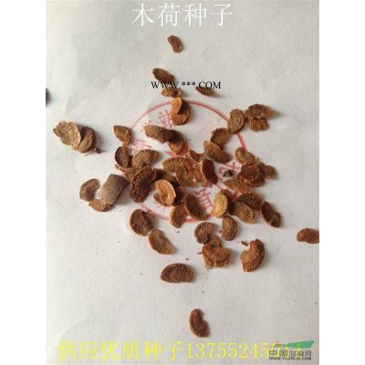 供应香泡种子 专业种子批发 批发大量香泡种子图2