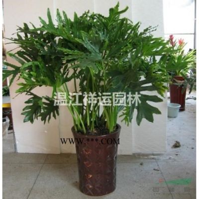 罗汉松造型