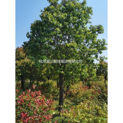 造型罗汉松浙江地区哪里买？造型罗汉松哪里便宜质优价美新报价