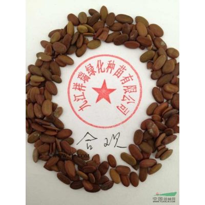 九江祥瑞绿化供应当年新种罗汉松种子批发价格