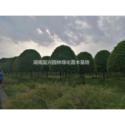 海棠球，海桐球，含笑球，枸骨球，龙柏球，四季青球，竹柏苗等