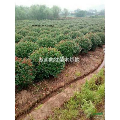 这是专业的乐昌含笑基地 如果需要大批量的采购乐昌含笑可以到本