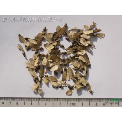 小叶罗汉松