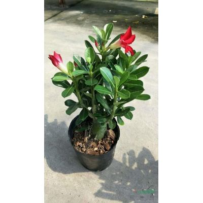 造型罗汉松3000元