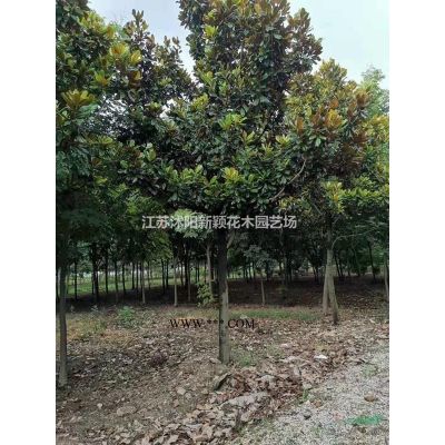 高杆石楠柱   红叶石楠桩
