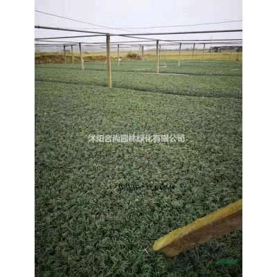 大量直销高杆石楠基地 独杆石楠 高杆石楠小苗价格 图片
