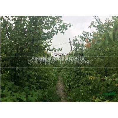 江苏供应供应地径2-10公分高杆石楠树/供应地径2-10公分高杆石楠树规格*