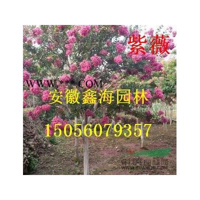 安徽地区供应P100-500中华石楠