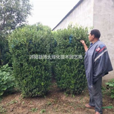 供应红叶石楠大桶苗冠幅50公分-60公分红叶石楠价格优惠