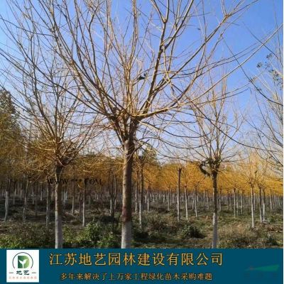 常年供应地径(米径)2公分、5公分、10公分红叶石楠树
