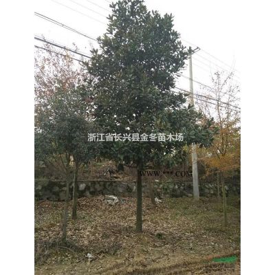 大量供应2-12公分红叶石楠