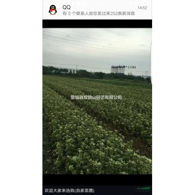 大量自家苗圃红叶石楠 有需要联系