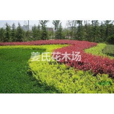 江苏红叶石楠球洒金柏红叶石楠小苗红叶小檗红叶石楠种子快递*图2