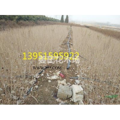 江苏红叶石楠球洒金柏红叶石楠小苗红叶小檗红叶石楠种子快递*图1