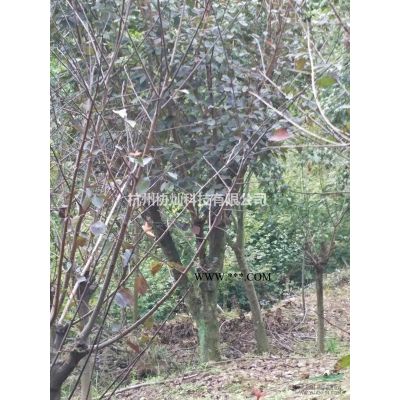 供造型罗汉松丛生红枫丛生鸡爪槭丛生红梅丛生八月桂四季桂