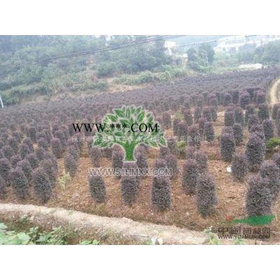 黑松价格湖南罗汉松罗汉松树桩造型罗汉松湖南造型罗汉松绿化苗木价格罗汉松大树优惠多多