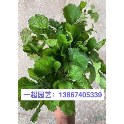 小龙柏，精品小龙柏，小龙柏小苗球
