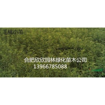 海桐球.红花继木球.女贞球.火棘球.红叶石楠球.龙柏球等。