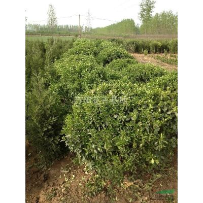 直生龙柏行情报价\直生龙柏图片展示