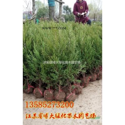 出售50公分高龙柏价格优惠 绿化工程苗木