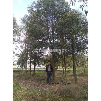 江西罗汉松2信息