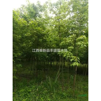 香泡价格12公分15公分18公分20公分移栽香泡树报价
