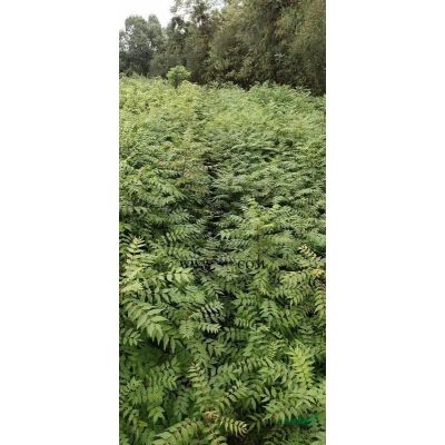 江西九江罗汉松介绍/特征/用途