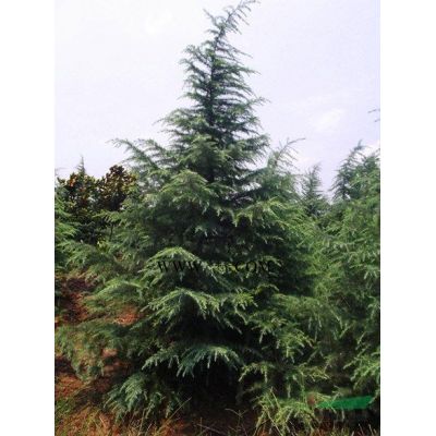 新21年南京小龙柏行情价格，低售价